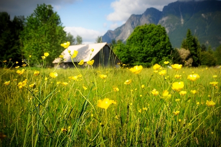 Yellow flowers in front of Mt Si